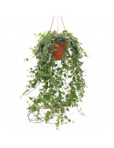 EDERA 'HELIX WILCO' BASKET VERDE diametro vaso 19 cm