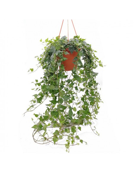 EDERA 'HELIX WILCO' BASKET VERDE diametro vaso 19 cm