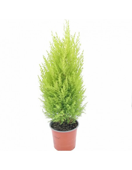 CUPRESSUS MACROCARPA "GOLDCREST WILMA" V. 14 cm