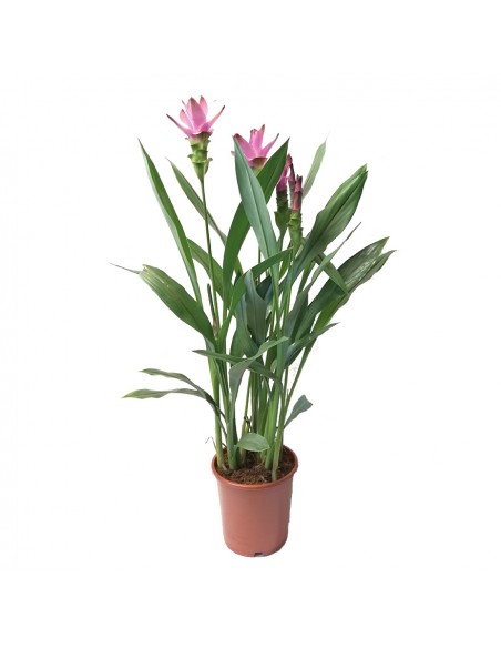 CURCUMA ALISMATIFOLIA "SIAM SPLASH" vaso 15 cm