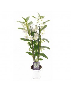 ORCHIDEA DENDROBIUM NOBILE 'WHITE' - 2 STELI v 12 cm 2