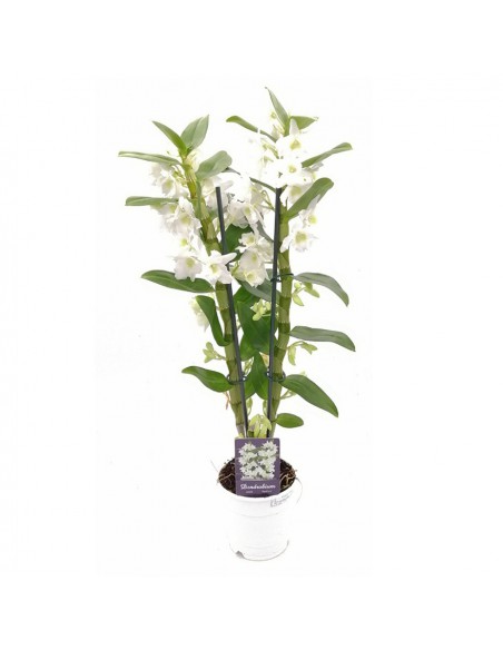 ORCHIDEA DENDROBIUM NOBILE 'WHITE' - 2 STELI v 12 cm