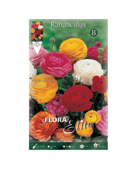 RANUNCOLO SELVATICO MIX  COLORI ASSORTITI