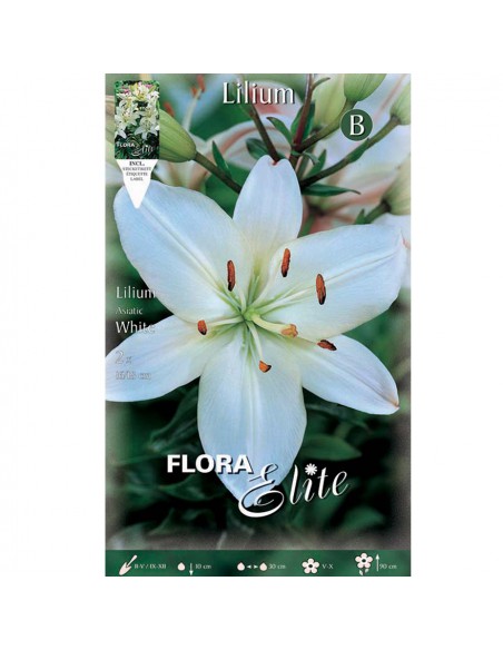 GIGLIO "WHITE" (asiatic) 2 BULBI