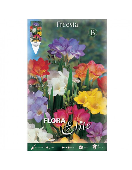 FRESIA "MIXED" (single) 10 BULBI