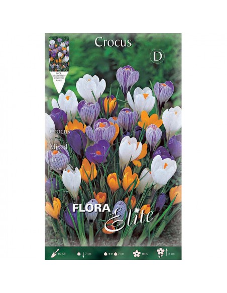 CROCUS "MIXED" (vernus) 10 BULBI