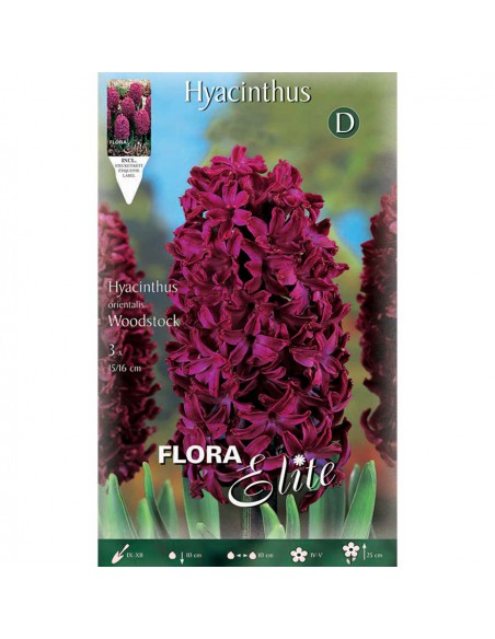 GIACINTO 'WOODSTOCK' (orientalis) 3 BULBI