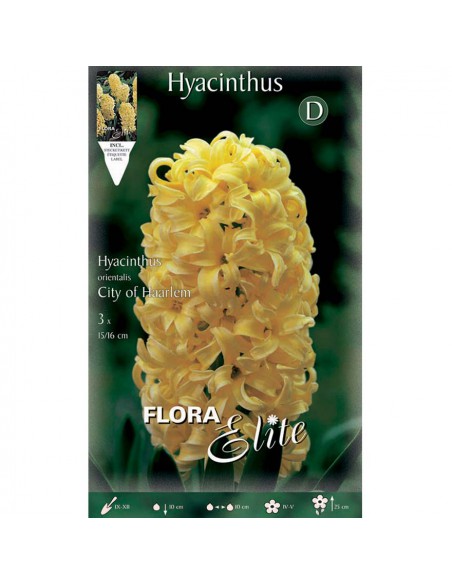 GIACINTO 'CITY OF HAARLEM' (orientalis) 3 BULBI