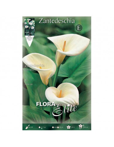 ZANTEDESCHIA "CALLA" (aethiopica) 1 BULBO