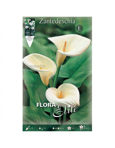 ZANTEDESCHIA "CALLA" (aethiopica) 1 BULBO