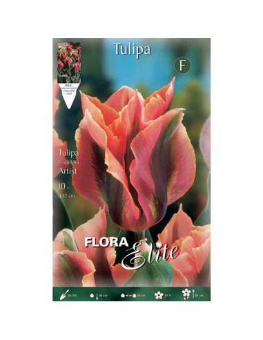 TULIPANO "ARTIST" (viridiflora) 10 BULBI