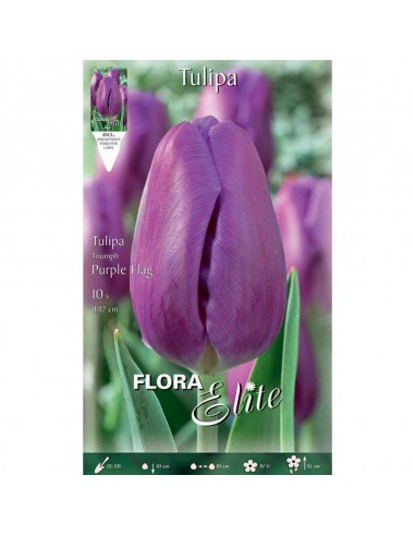 TULIPANO "PURPLE FLAG" (triumph) 10 BULBI