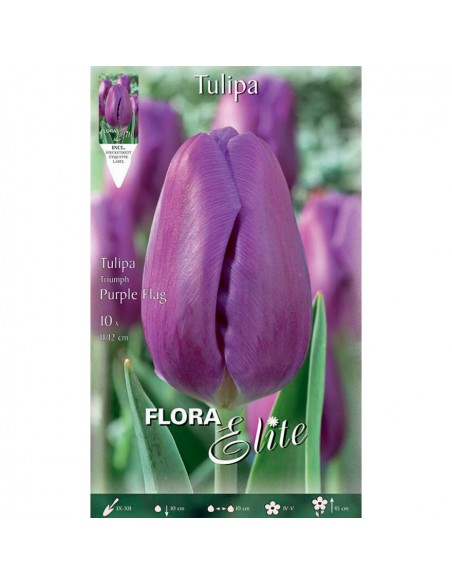 TULIPANO "PURPLE FLAG" (triumph) 10 BULBI