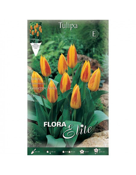 TULIPANO "GIUSEPPE VERDI" (kaufmanniana) 10 BULBI
