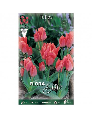 TULIPANO "TORONTO" (multi-flowered) 10 BULBI