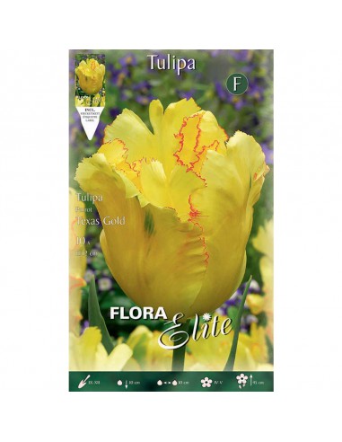 TULIPANO "TEXAS GOLD" (parrot) 10 BULBI