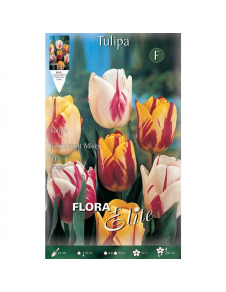 TULIPANO "MIX" COLORI ASSORTITI (rembrandt) 10 BULBI