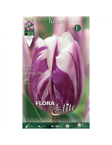 TULIPANO "FLAMING FLAG" (rembrandt) 10 BULBI