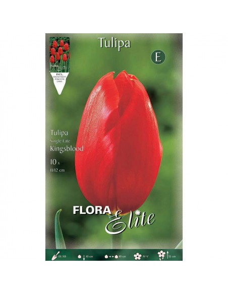 TULIPANO "KINGSBLOOD" (single late) 10 BULBI
