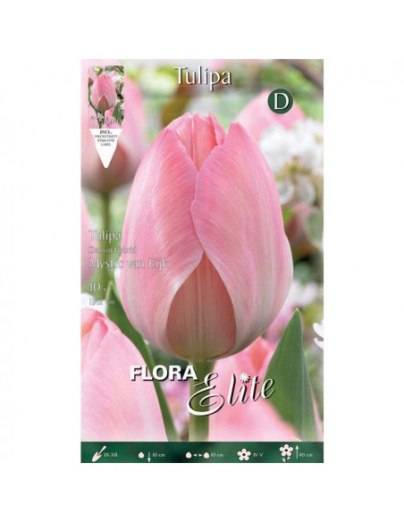 TULIPANO "MYSTIC VAN EIJK" (darwin hybrid) 10 BULBI