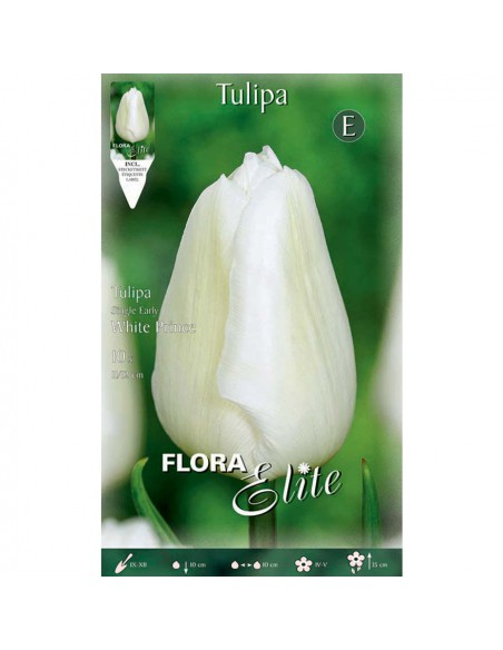 TULIPANO "WHITE PRINCE" (single early) 10 BULBI