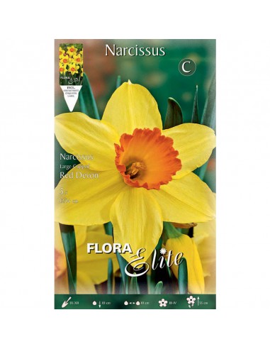 NARCISO 'RED DEVON' (large-cupped) 5 BULBI