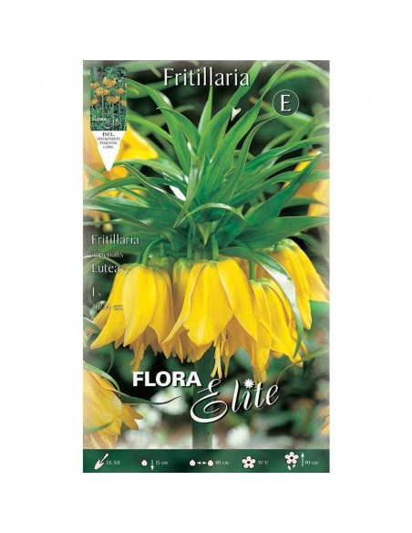 FRITILLARIA "LUTEA" (imperialis) 1 BULBO
