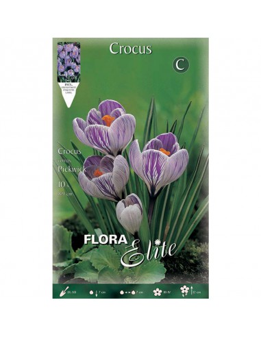 CROCUS "PICKWICK" (vernus) 10 BULBI