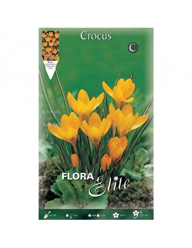 CROCUS "LARGE YELLOW" (vernus) 10 BULBI