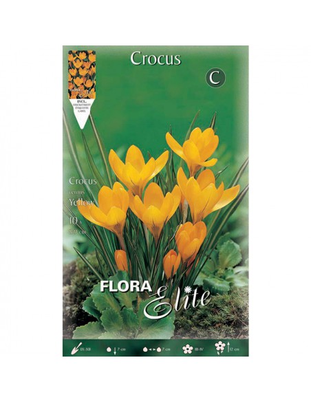 CROCUS "LARGE YELLOW" (vernus) 10 BULBI