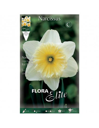 NARCISO 'ICE FOLLIES' (large-cupped) 5 BULBI