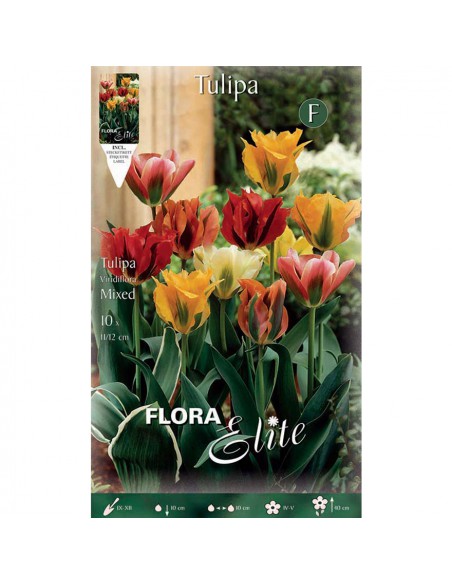 TULIPANO "MIXED" COLORI ASSORTITI (viridiflora) 10 BULBI