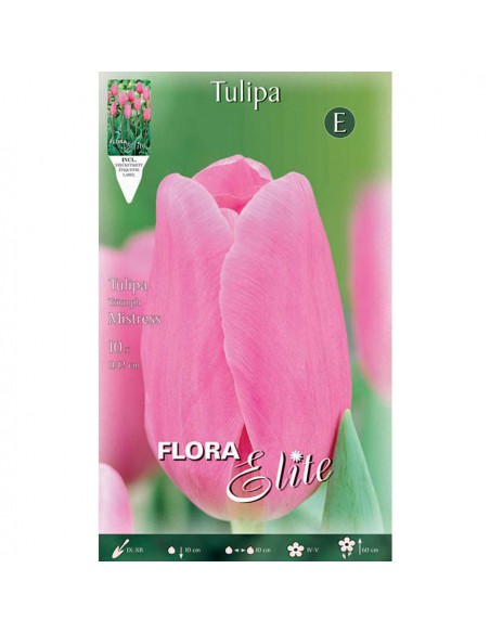 TULIPANO "MISTRESS" (triumph) 10 BULBI