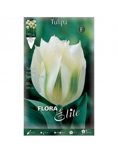 TULIPANO "SPRING GREEN" (viridiflora) 10 BULBI