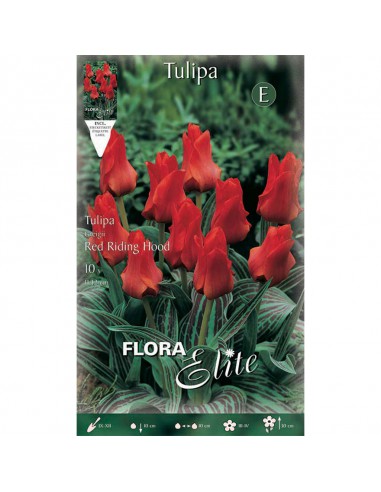 TULIPANO "RED RIDING HOOD" (greigii) 10 BULBI