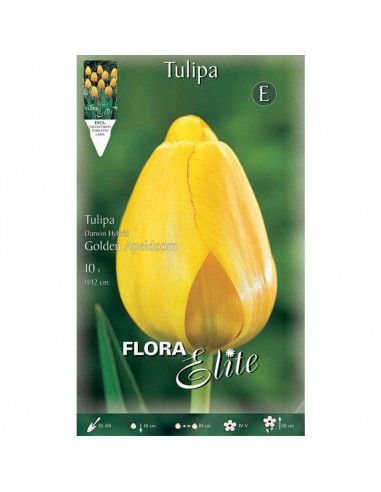 TULIPANO "GOLDEN APELDOORN" (darwin hybrid) 10 BULBI