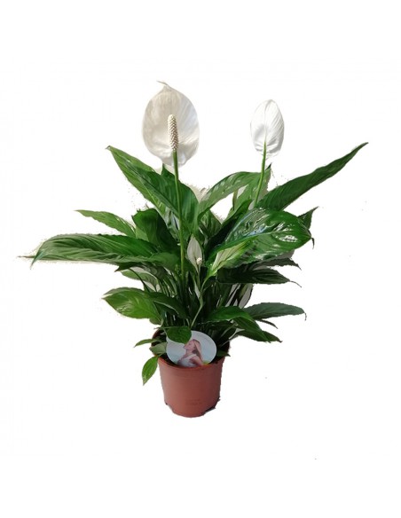 SPATHIPHYLLUM "Sweet Lauretta" Dimensione vaso 17 cm
