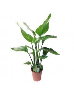 STRELITZIA "fiore del paradiso" dimensione vaso 19 cm 2