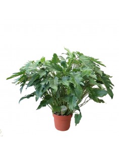 PHILODENDRON XANADU Dimensione vaso 21 cm 2