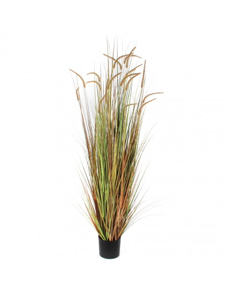 PLUME GRASS GREEN - H180XD85 cm