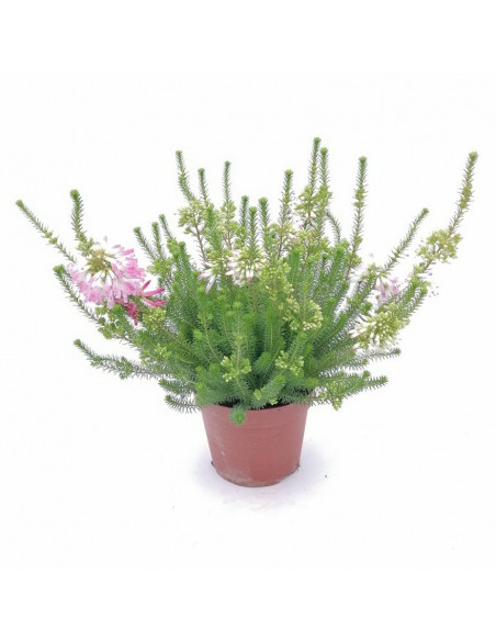 ERICA CALLUNA 'VERTICILLATA' PINK diametro vaso 12 cm