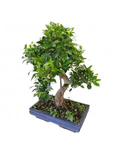 BONSAI FICUS BENJAMIN Altezza 70 Cm