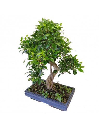 BONSAI FICUS BENJAMIN Altezza 70 Cm