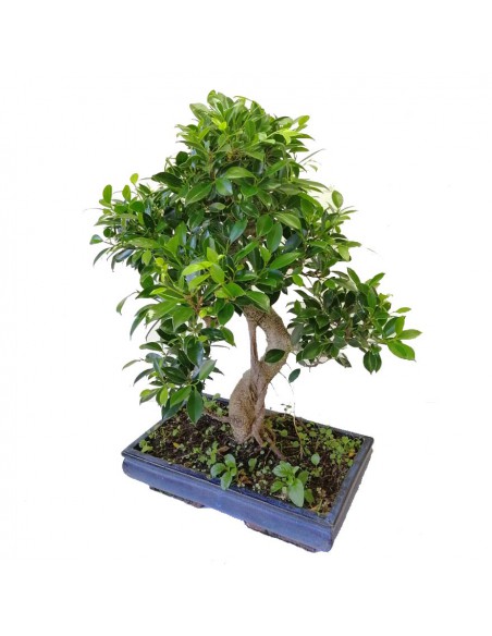 BONSAI FICUS BENJAMIN Altezza 70 Cm