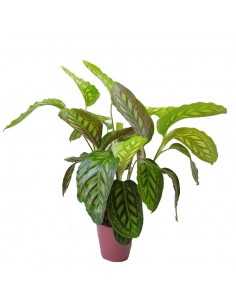MARANTA CALATHEA FLAMESTAR dimensione vaso 19 cm 2