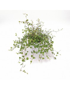 Muehlenbeckia Complexa Vaso 11 cm: Pianta Ricadente e Vera
