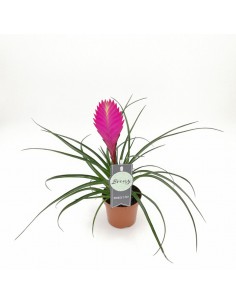 TILLANZIA CYANEA 'ANITA' dimensione vaso 9 cm
