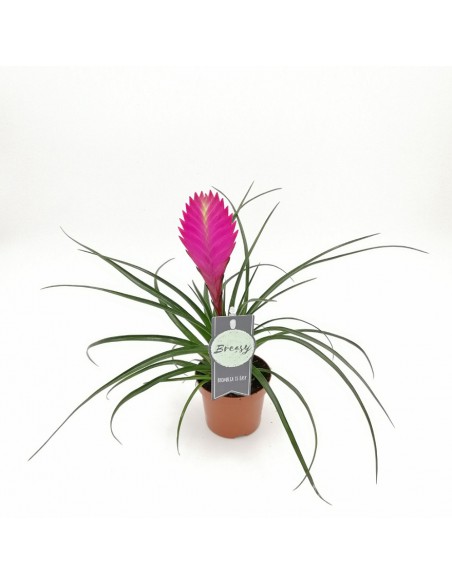 TILLANZIA CYANEA 'ANITA' dimensione vaso 9 cm