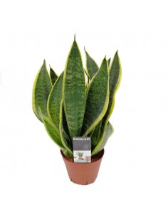 SANSEVIERIA TRIFASCIATA 'FUTURA SUPERBA' dim v 14 cm