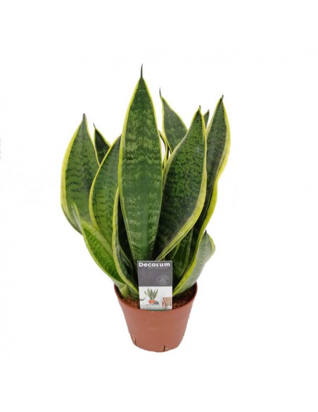 SANSEVIERIA TRIFASCIATA 'FUTURA SUPERBA' dim v 14 cm